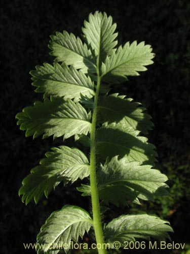 Bild von Potentilla sp. #2357 (). Klicken Sie, um den Ausschnitt zu vergrössern.